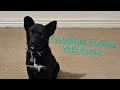 Foundation Training with my new Puppy Raven! | Jessay and the Pets