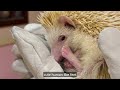 this hedgehog cafe is the cutest tokyo vlog