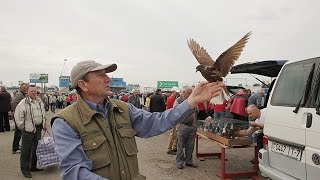 Ярмарка голубей в Минске, лето 2016. Рассказы о голубях.