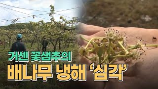 꽃샘추위에 배나무 냉해 '심각'