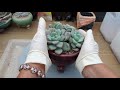 다육이. 아모르파티. 분갈이와 관리하는방법.多肉植物 succulent plant 다육식물