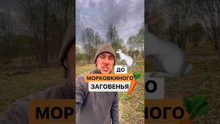 До морковкиного заговенья. Откуда это выражение? #русскийязык #история