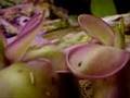 The Ultimate Carnivorous Plants