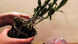 Орхидея Дендробиум (Dendrobium) после покупки. Достаем из горшка. Корни.