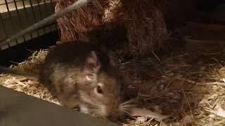 Degu Nita being angry about me not letting her out