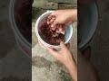 membuat pestisida nabati dari kulit bawang