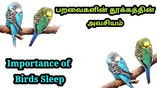 Improper Sleep Affect Birds Breeding || Importance Of Birds Sleep In Tamil