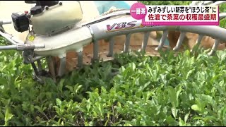 【一番茶】新芽を“ほうじ茶”に　佐渡市の茶畑で収穫が最盛期　深い甘みと豊かな香りが特徴　《新潟》