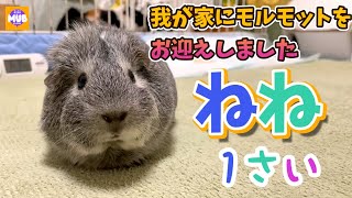 いつもペットショップにいたモルモットを1歳になる前に我が家へお迎えしました Guinea pig EP232