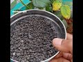 how to use dap fertilizer for rose plants in tamil best fertilizer for rose plants in tamil