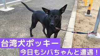 ポッキーは、台湾犬だよー　今日もシバちゃんに会ったけど・・・