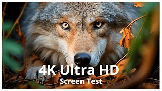 🌍 4K Ultra HD Screen Test - Crystal-Clear Visuals That Amaze! ✨