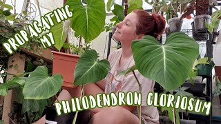 HOW TO PROPAGATE A PHILODENDRON GLORIOSUM