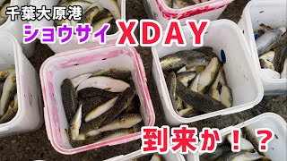 ふぐふぐふぐ🐟ショウサイXDAY到来か！？【大原港敷嶋丸】2023年11月26日釣果報告