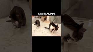 【兄弟のシンクロ😸😻】#shorts #野良猫出身 #cat