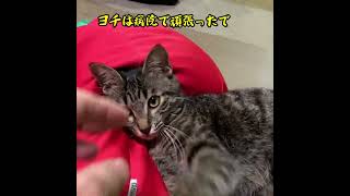 【しゃべる猫143】ヨシヒコ完全復活！　声：音読さん　#cat　 #shorts