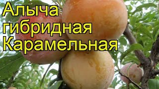 Алыча гибридная Карамельная. Краткий обзор, описание характеристик prunus cerasifera Karamelnaia