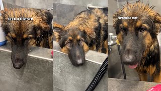 Bathing My Dramatic German Shepherd