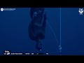 Рекорд Алексея Молчанова по нырянию в глубину в классических ластах 2023 на Чемпионате мира CMAS
