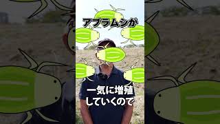 家庭菜園や農園のそら豆栽培で初期生育に注意する3つのポイントとそら豆の育て方！【農家直伝】#shorts