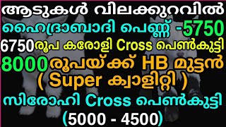 ആടുകൾ,നല്ലയിനം ആടുകളും ക്രോസ്സ് ബ്രീഡ് കുട്ടികളും ന്യായമായ വിലയിൽ വിൽപ്പനയ്ക്ക് , നാടൻ കോഴി / ടർക്കി