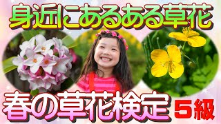 春の草花検定５級！目指せ１級【草花初心者大歓迎】主に春に咲く花から選んだ１０種類を、初心者向けの１０級から徐々に難しくなり、植物博士級の１級までシリーズで贈ります。草花の名前を知りたい人必見です。