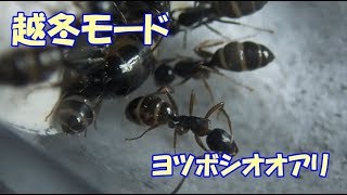 【越冬モード】◆ヨツボシオオアリ編◆＜2018.12.05＞【アリ飼育観察・昆虫観察・自由研究】Ant colony 動画