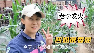 农村养老房种菜，老李反天了！竟2次对四姐发火，看四姐如何反应