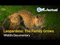 The Leopardess: Haunted Huntress | Full Wildlife Documentary