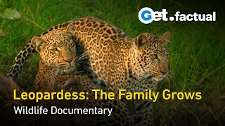 The Leopardess: Haunted Huntress | Full Wildlife Documentary