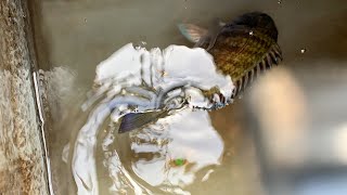 「水族館」筏釣