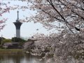 harmonica さくら 森山直太郎