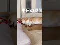 だらけるコーギー　a lazy corgi.