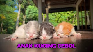 INDUK KUCING MELAHIRKAN KITTEN MUNCHKIN LUCU BANGET