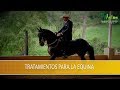 Tratamientos para la Osteoartritis Equina- TvAgro por Juan Gonzalo Angel Restrepo