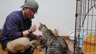 猫のしつけを覚えさせたい方必見！猫のしつけクリッカートレーニングを始めて4日目