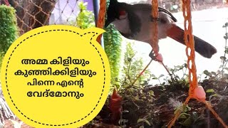 'അമ്മ കിളിയും കുഞ്ഞിക്കിളിയും പിന്നെ എന്റെ വേദ്മോനും | Mother Bird Love | Mother Love