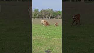 A calf came to say hello to the newborn but the mama chased it away