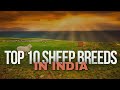 DISCOVER THE TOP 10 SHEEP BREEDS IN INDIA