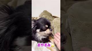 おやすみ〜☆ ブラックタンチワワの麦　#shorts #chihuahua #チワワ #dog #cutedogs #funnydogs