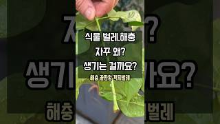 #식집사 들은 지긋지긋한 #식물 해충 깍지벌레😵 대체 왜 자꾸 생길까요?