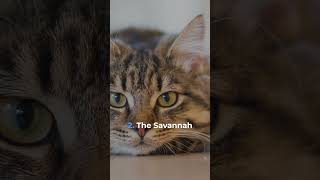 Top 10 Most Expensive Cat Breeds In The World | expensive cats breeds PART 5/6