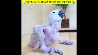 How Birds Grow Up? Baby Macaw Again #shorts #jomanso #birds