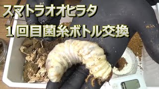 スマトラオオヒラタ１回目菌糸ボトル交換