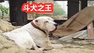 卡斯罗犬对战高狼，被一招撂倒，中亚牧羊犬奋起直追