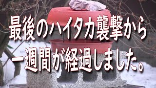 最後のハイタカ襲撃から一週間が経過しました。【越冬給餌】