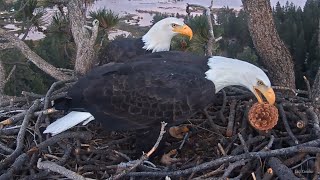 FOBBV🦅Pine Cone Ping-Pong🍍Shadow Shows Off For Jackie😊2024-10-24