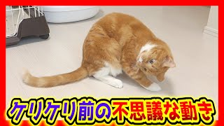 マタタビボールをケリケリする前の猫の動きが面白い。