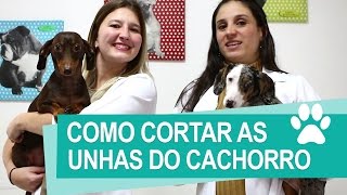 Pet Dicas Veterinárias: Como cortar as unhas de seu cachorro