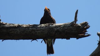 クロツグミの囀り ① 4K / Japanese Thrush